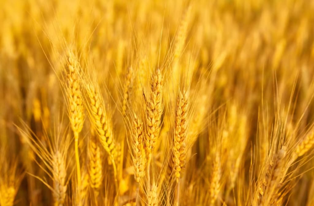 Golden wheat field close-up with ripe ears