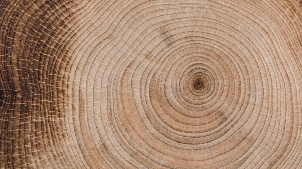 Tree stump cross-section showing concentric growth rings